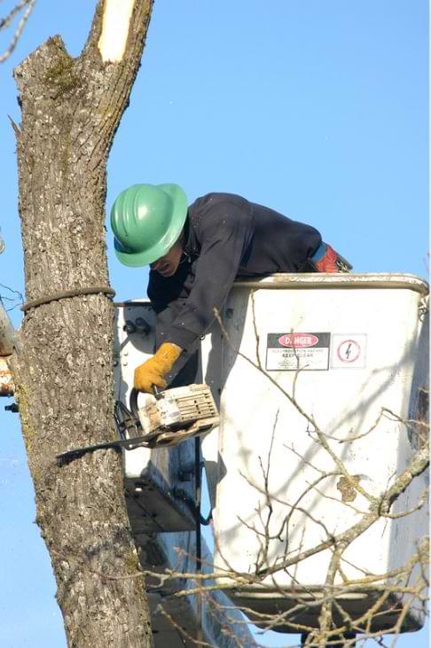 emergency tree removal sarasota