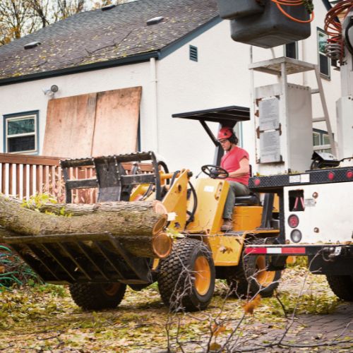 Tree Removal Sarasota FL