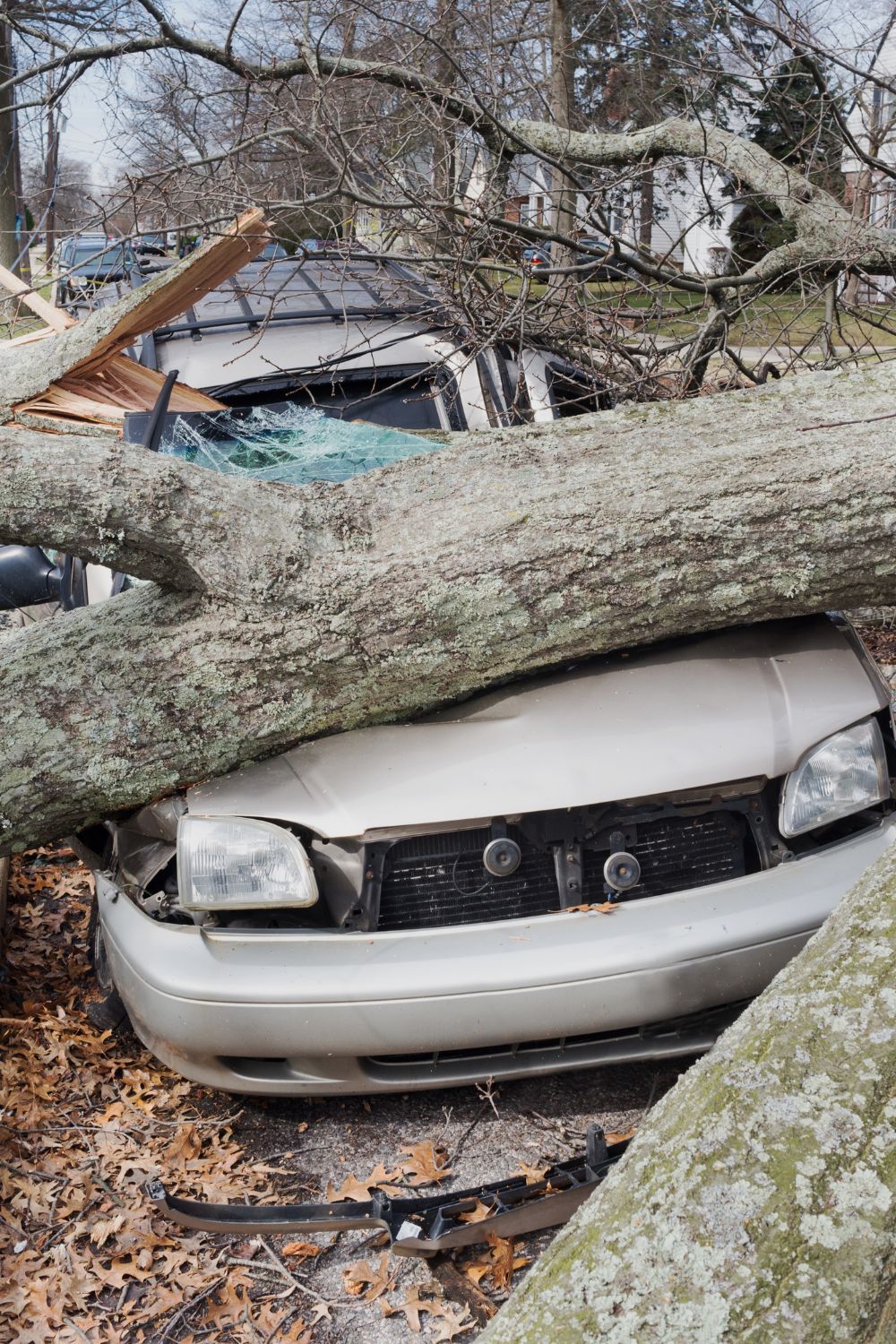 Tree Risk Assessment Sarasota