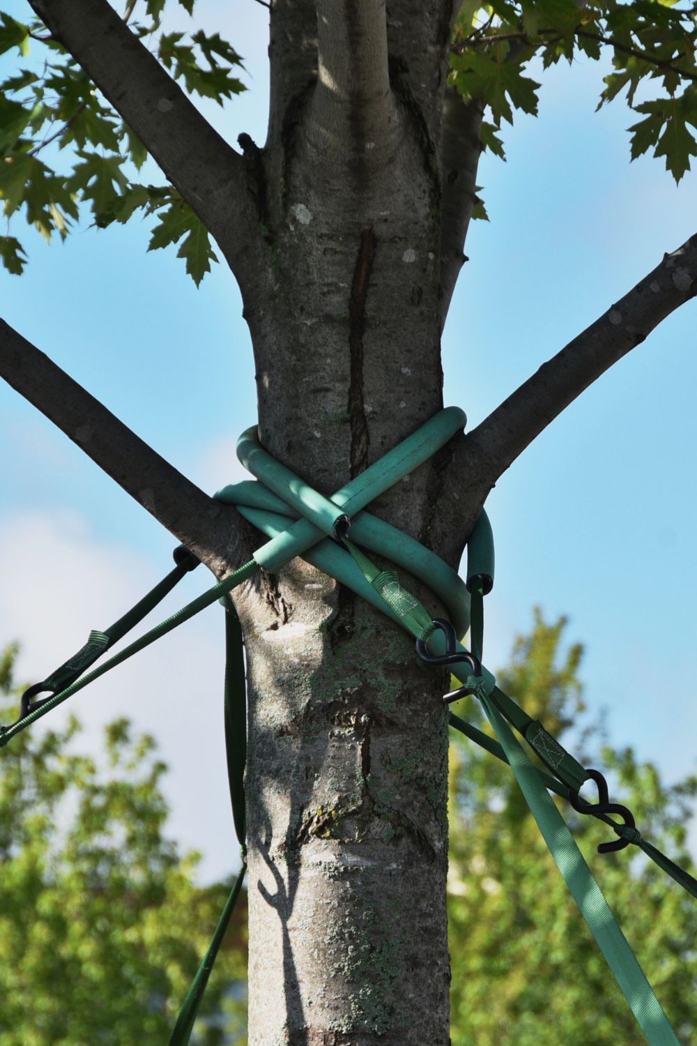 Tree Cabling and Bracing Sarasota