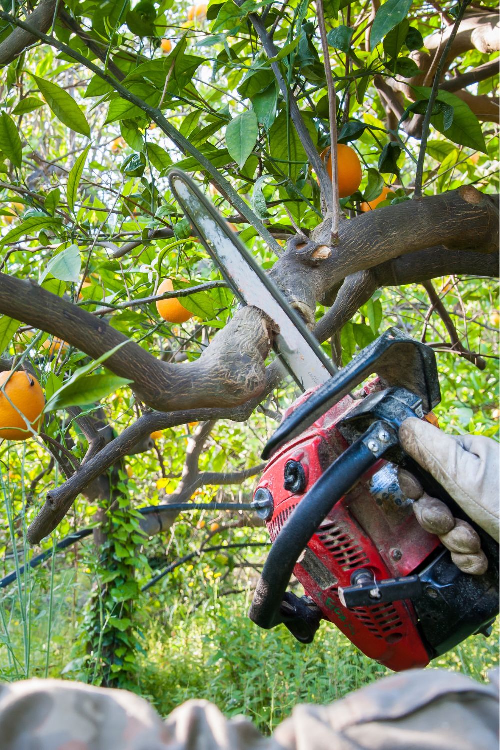 Tree Pruning Sarasota