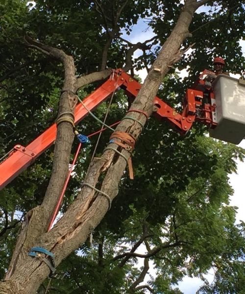 Tree Cabling and Bracing Sarasota