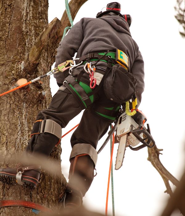 Tree Service Sarasota FL