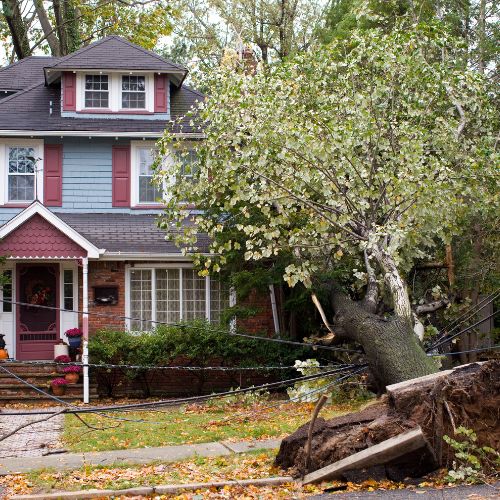 Tree Service Sarasota FL