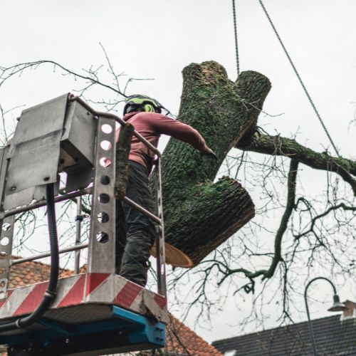 Tree Trimming service Sarasota