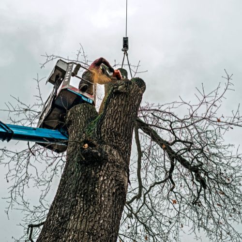 Tree Trimming service Sarasota