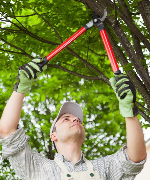 Tree Pruning Sarasota