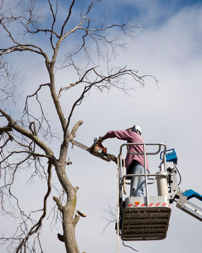 Tree Trimming service Sarasota