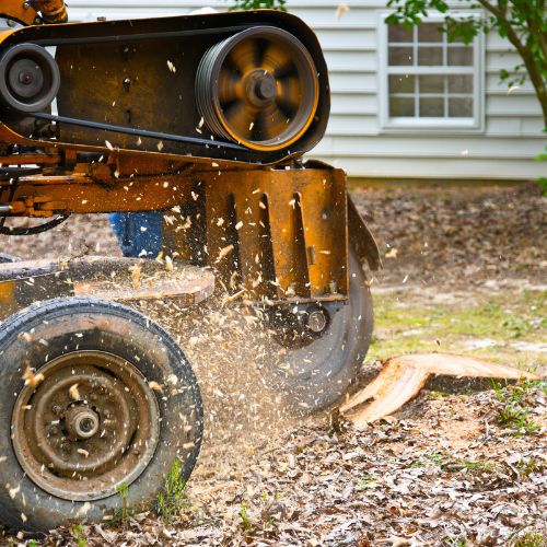 Tree Service Sarasota FL