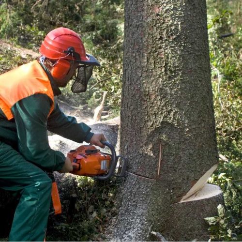 emergency tree removal sarasota