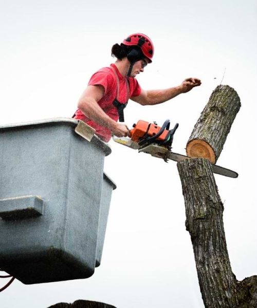 emergency tree removal sarasota