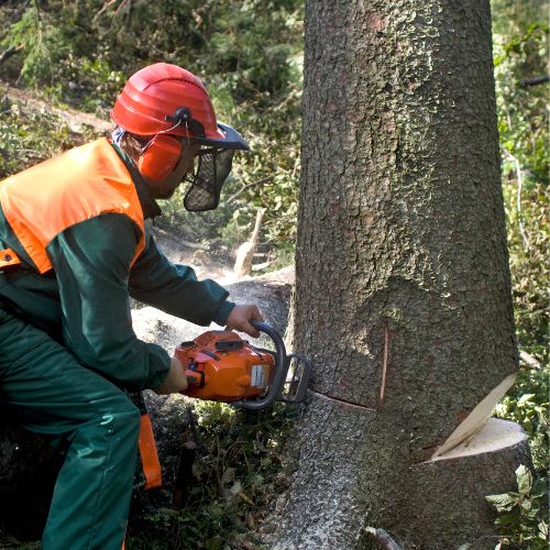 Tree Removal Sarasota FL