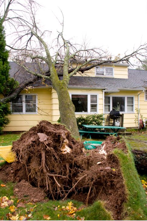 Storm Damage Tree Removal Sarasota