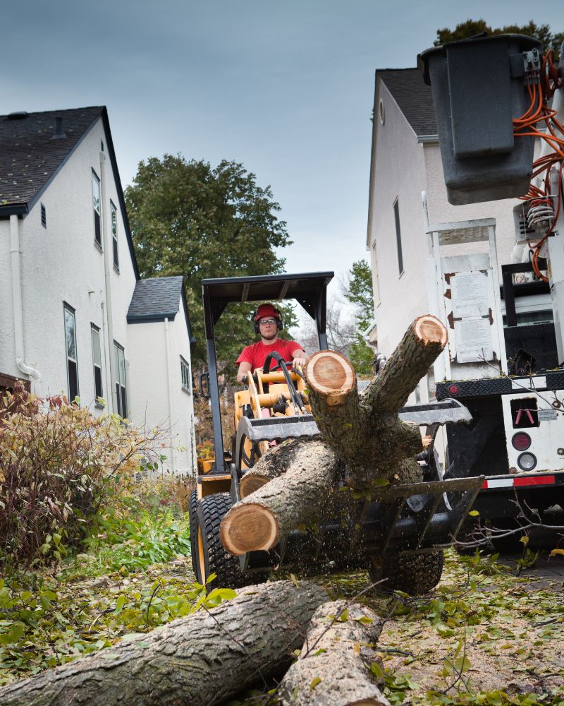 Tree Removal Sarasota FL