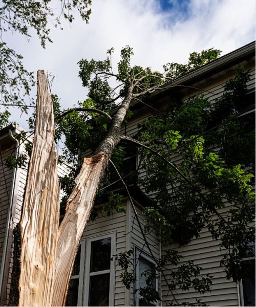 Storm Damage Tree Removal Sarasota