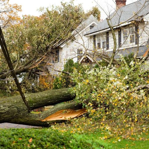 Storm Damage Tree Removal Sarasota