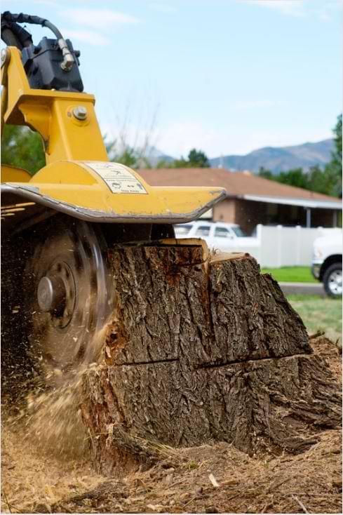 Stump Removal Sarasota